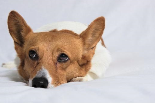 那么它们就会熟悉主人身上的气味,会经常亲近主人,并很听主人的话.