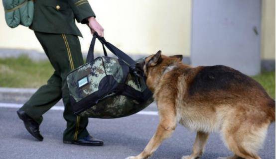 警犬在退役后都去了哪里?西方国家太残忍,中国会采取这三种方式