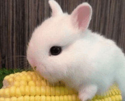 壁纸 动物 兔子 513_415