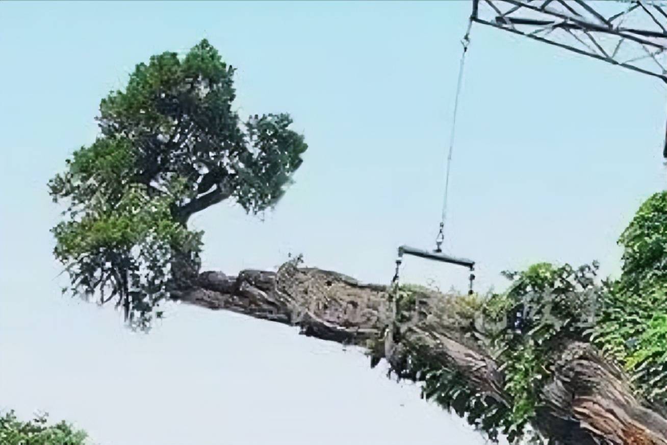 唐诗路上南郭寺(游记)