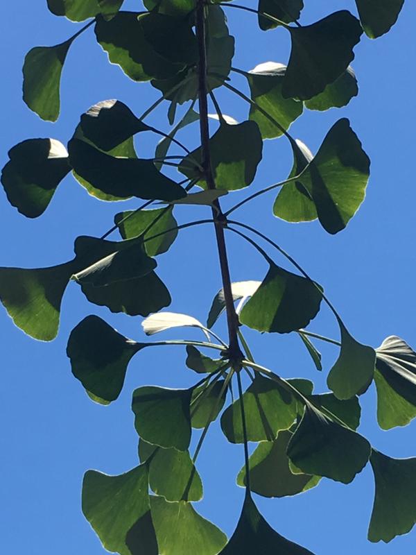 没点毒岂能独活于世三亿年,银杏这货咱得敬而远之呀