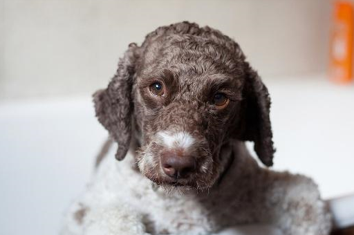 狗狗来月经的话可以洗澡吗 关于狗狗经期的护理常识！