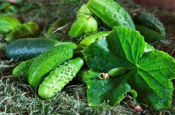 黄瓜是"激素瓜"吗?提醒:为了健康,尽量少吃这3种黄瓜