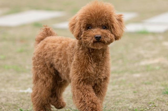 被遗弃的小奶猫和泰迪相遇,拔腿就追,撒娇卖萌求收养,太可爱了