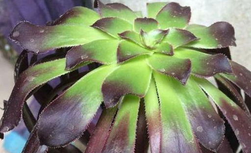 多肉植物黑法师叶片发软下垂?原来是这些原因!