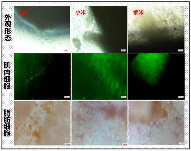 米里含肉!我国成功研发出猪肉米-是不是米猪肉