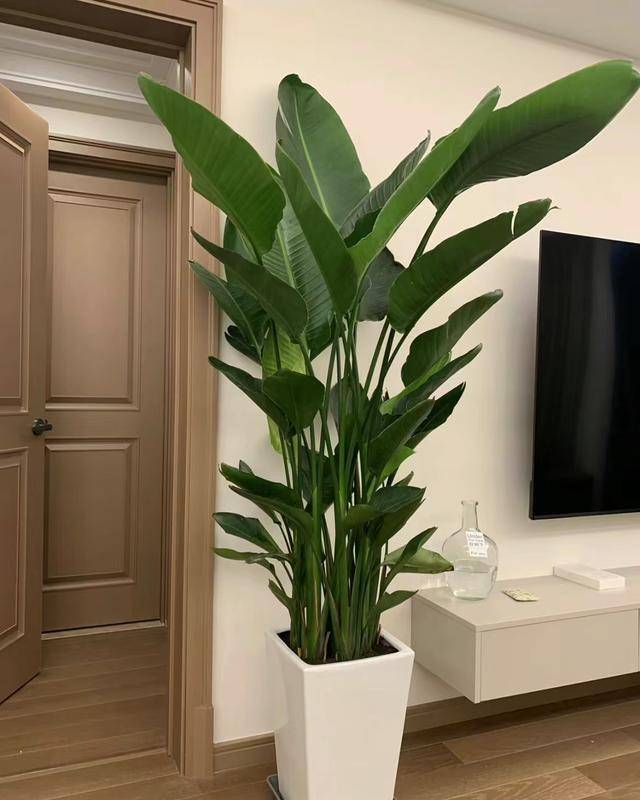 听我一句劝!小户型客厅摆放这3种绿植,空间显得大一倍_空气_视觉_感觉