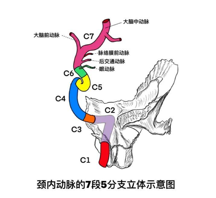 大脑动脉环的五个组成图片