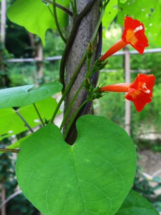 常见旋花科植物图片