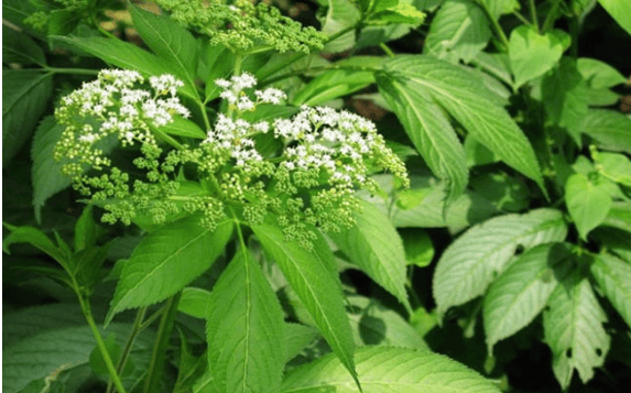 这种野草在农村很常见,以前人们用它治疗骨折,如今却越来越少了