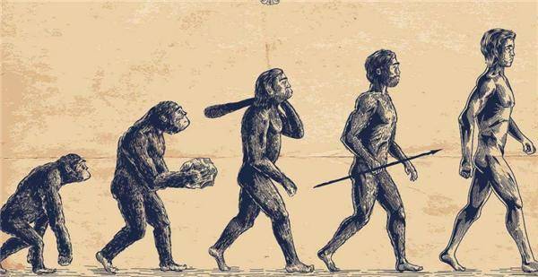 后来经过进化,从猿人进化到智人类,最后成为了现代人类.