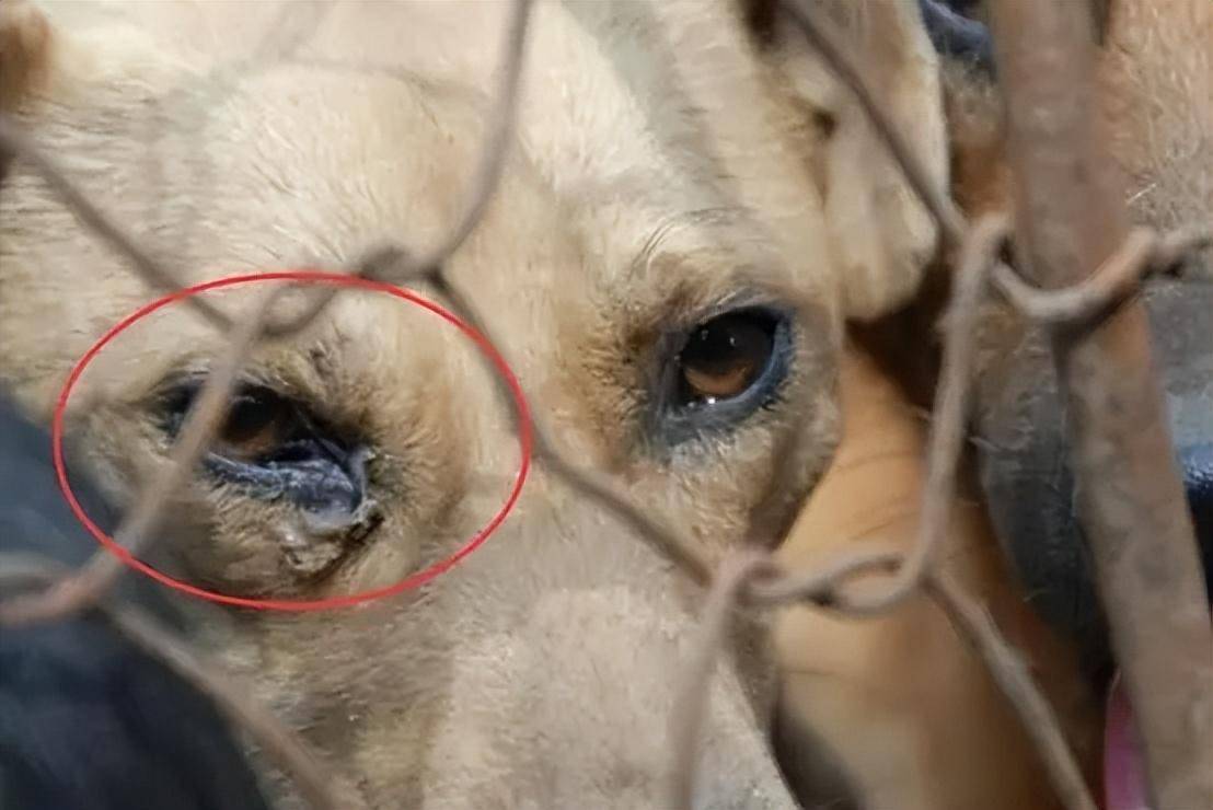 如何超度被宰杀的动物-畜肉宰杀后经历的四个阶段 如何超度被宰杀的动物-畜肉宰杀后经历的四个阶段