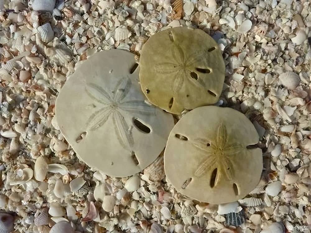 沙币:可不是什么未知物种,是隶属于海胆纲目分类下的一个目类