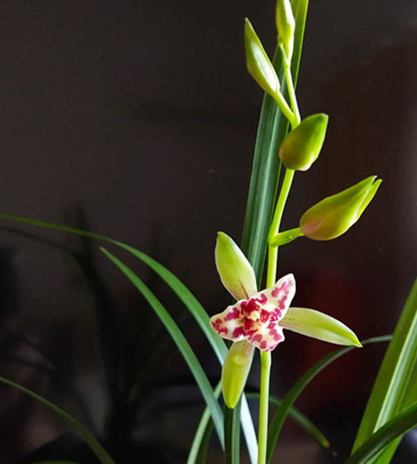 这本养兰"笔记",20个要点,都是重点_兰花_兰草_湿度