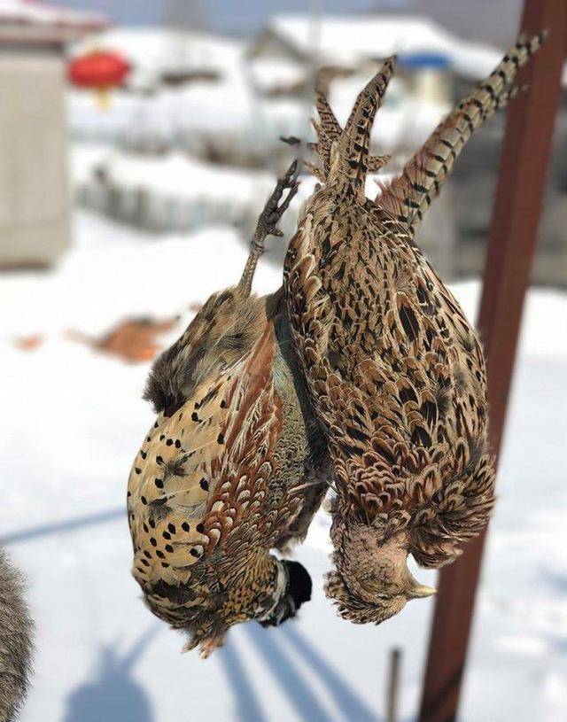 永康野鸡图片