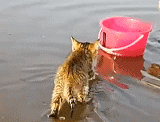 本喵去海里捉鱼了 跟着主人去赶海 一只不怕水的猫咪