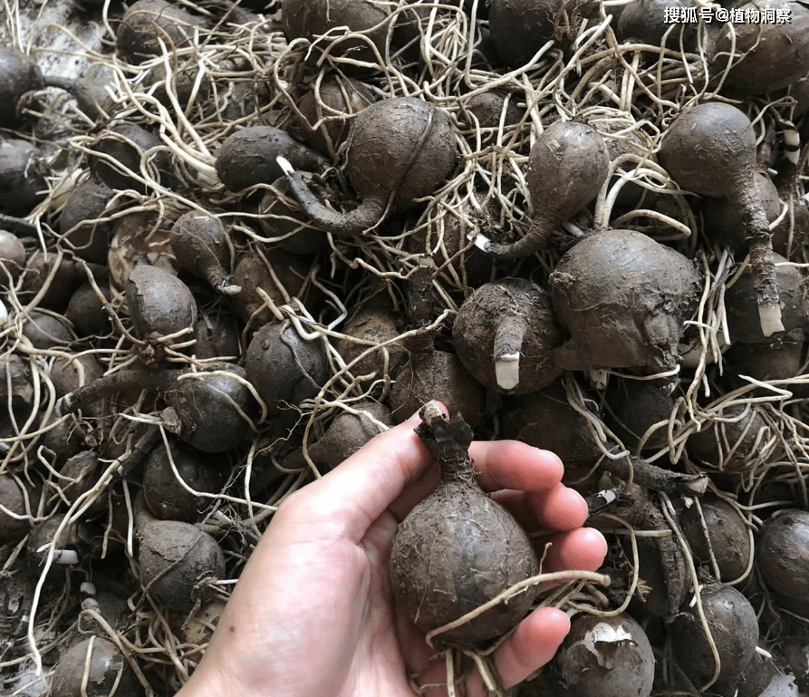 这植物影视剧中很常见,俗称"彼岸花",花叶永不相见,很神秘!