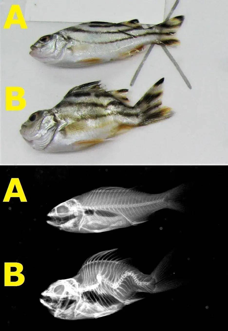 双鳍鳕鱼图片