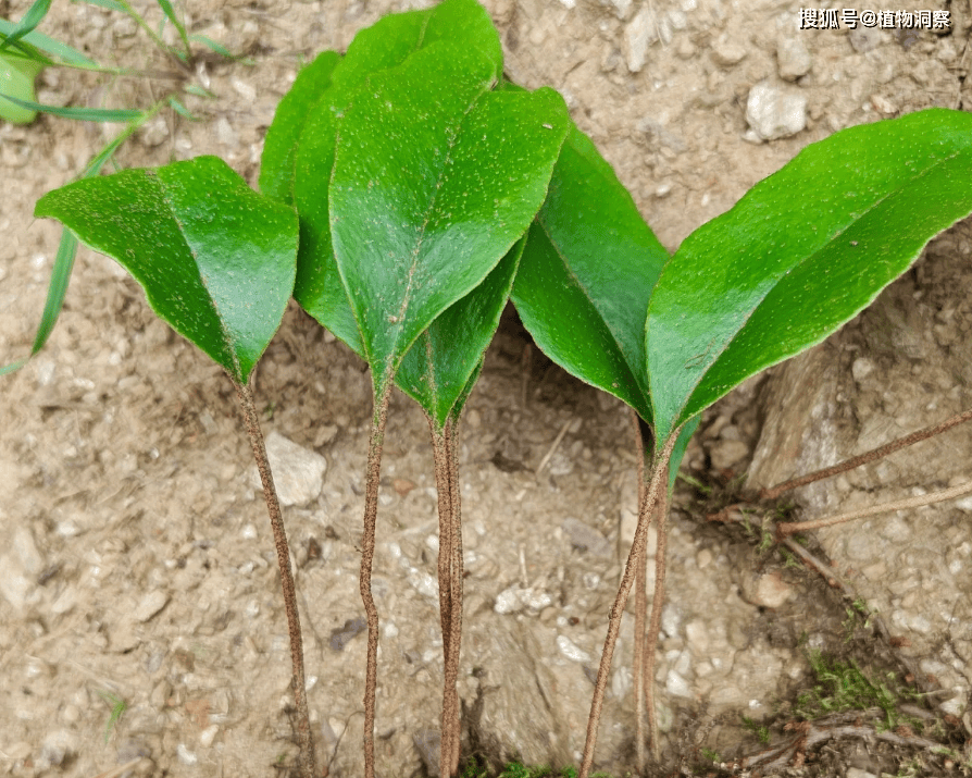 这植物长在崖壁上,俗称"石韦",煮水有妙用,农民朋友要了解!