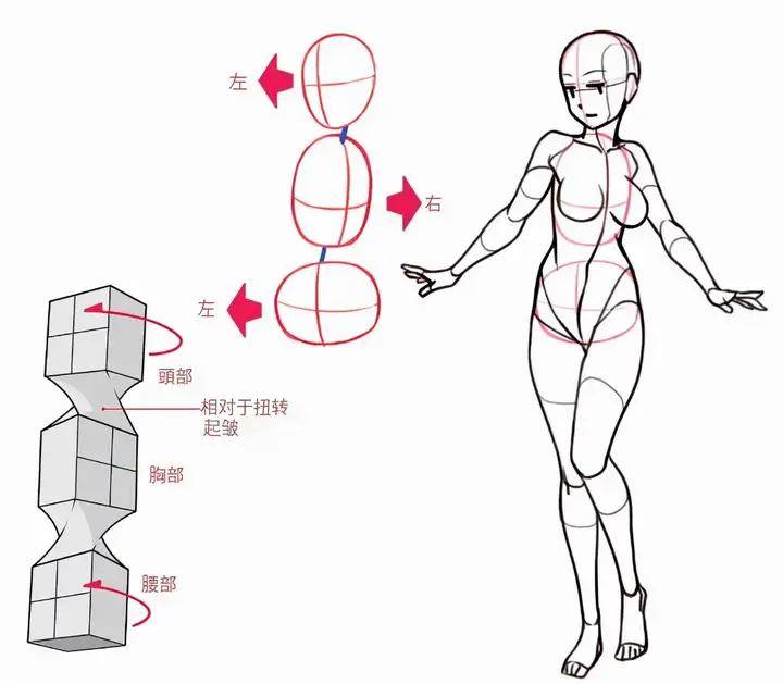 漫动教育 人物转身姿势怎么画?教你画出回头转身姿势的画法教程