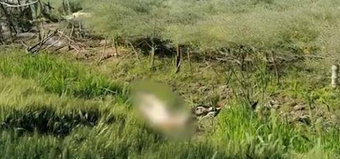 1993年,保定一麦田地里的一头"死猪",扯出24具女尸大案