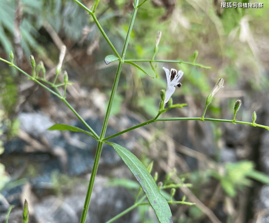 种植_草药_黄连