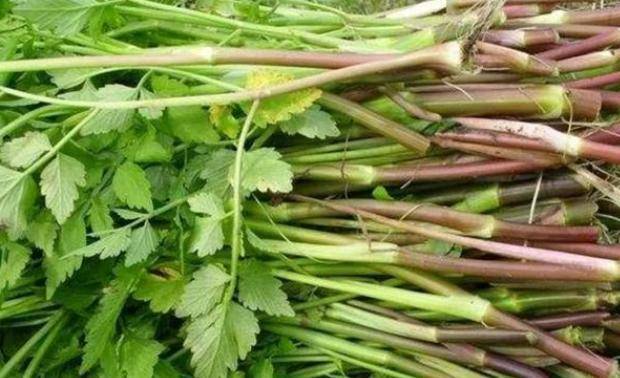 乡下4种"野菜"容易致癌?春天要少碰,请转告父母