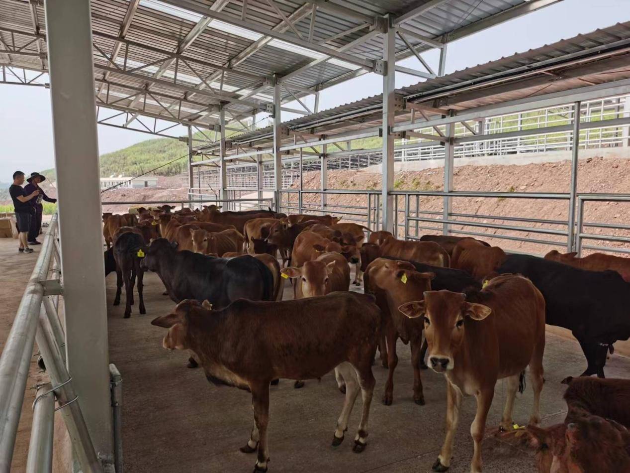 肉牛养殖市场前景如何(2021年肉牛养殖前景)