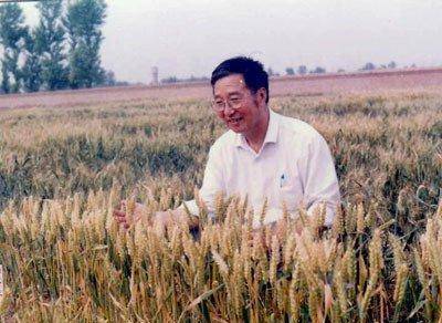 杂交小麦之父李振声,解决世界难题,让全国小麦产量超越水稻