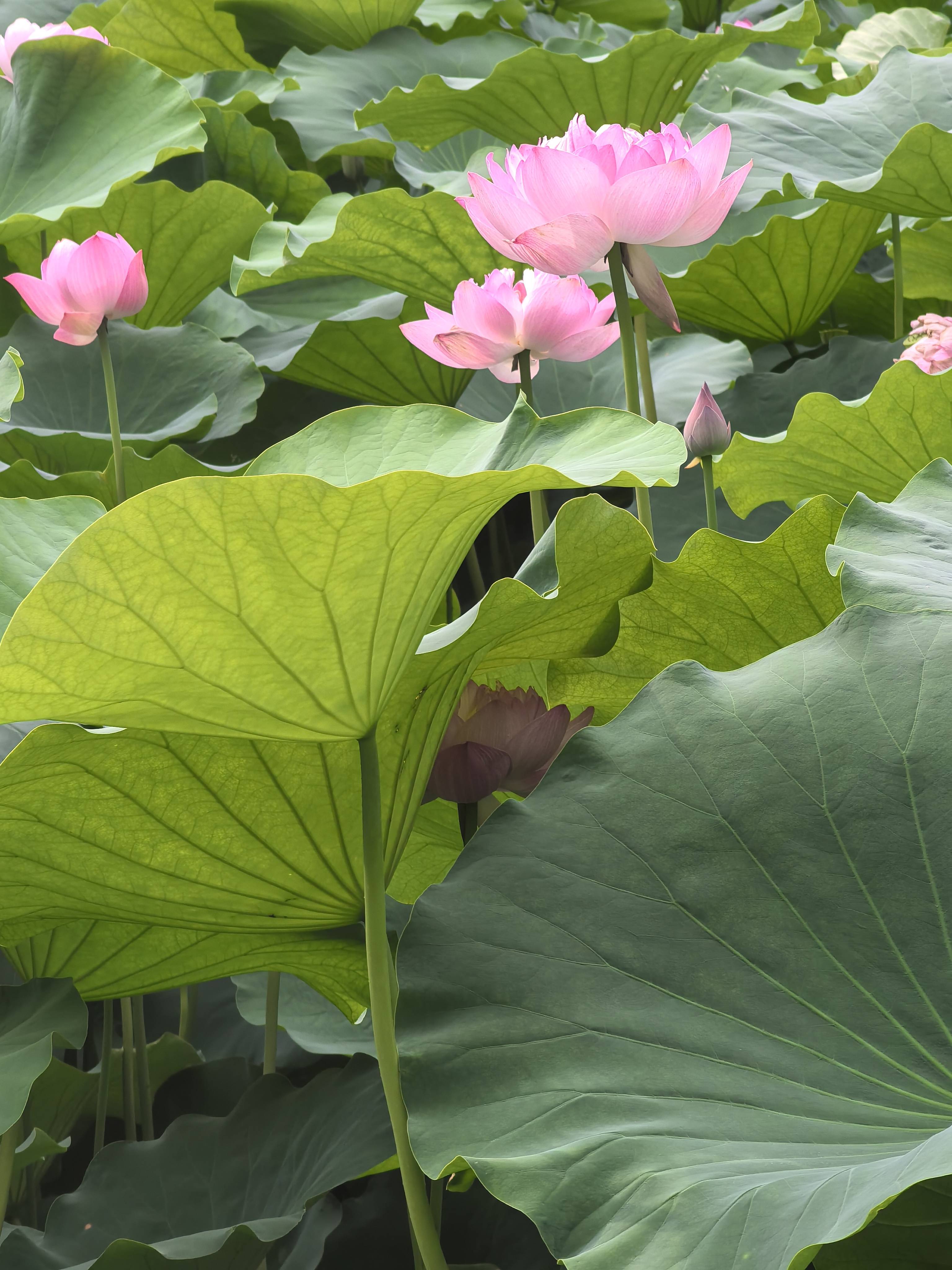 池塘荷花真实图片