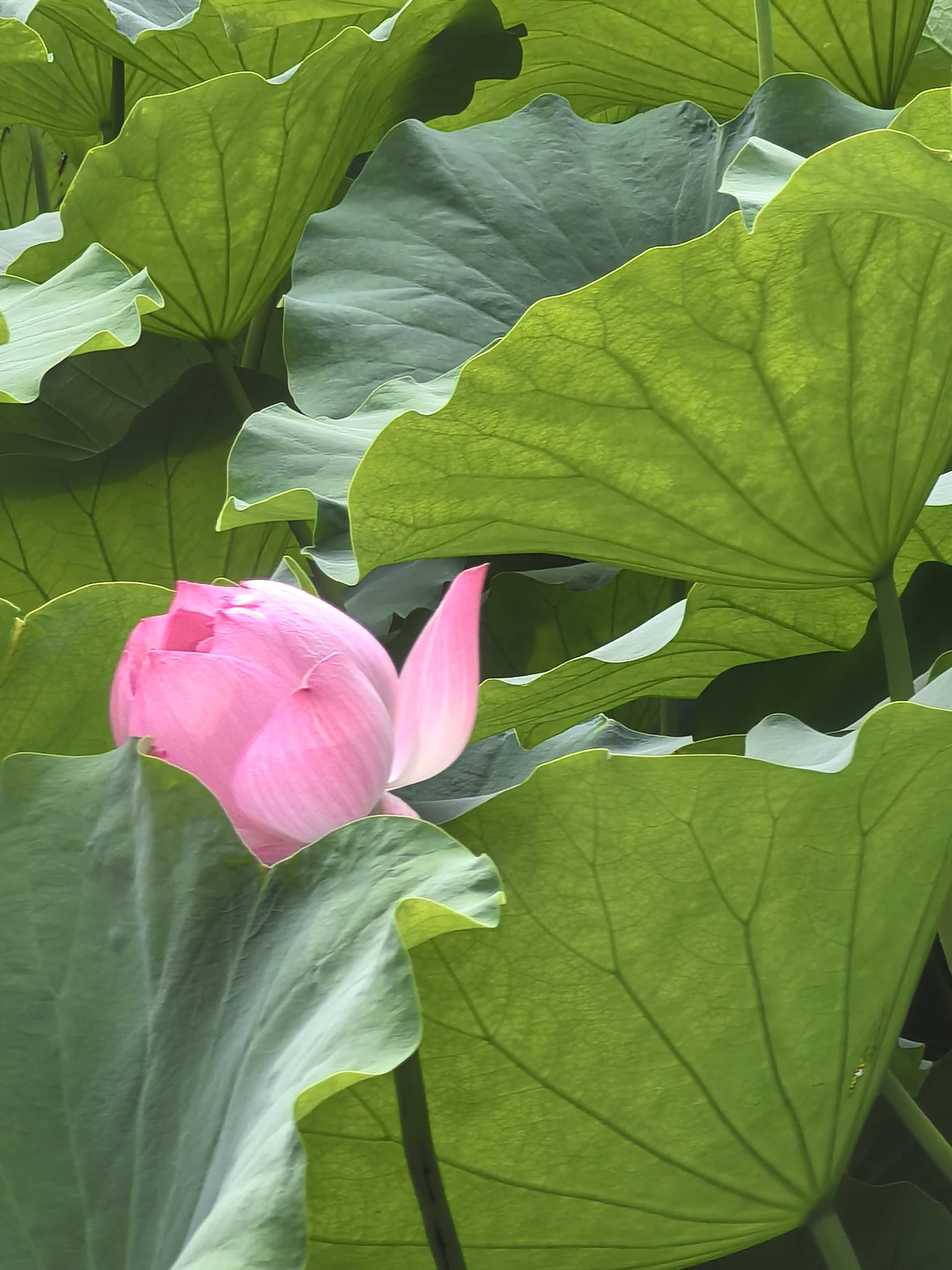 池塘荷花真实图片