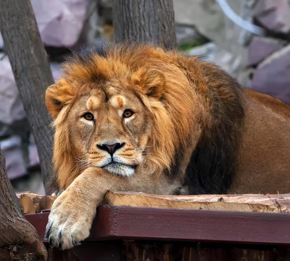 在非洲草原上,狮子为何不吃大猩猩?难道是真的打不过吗?