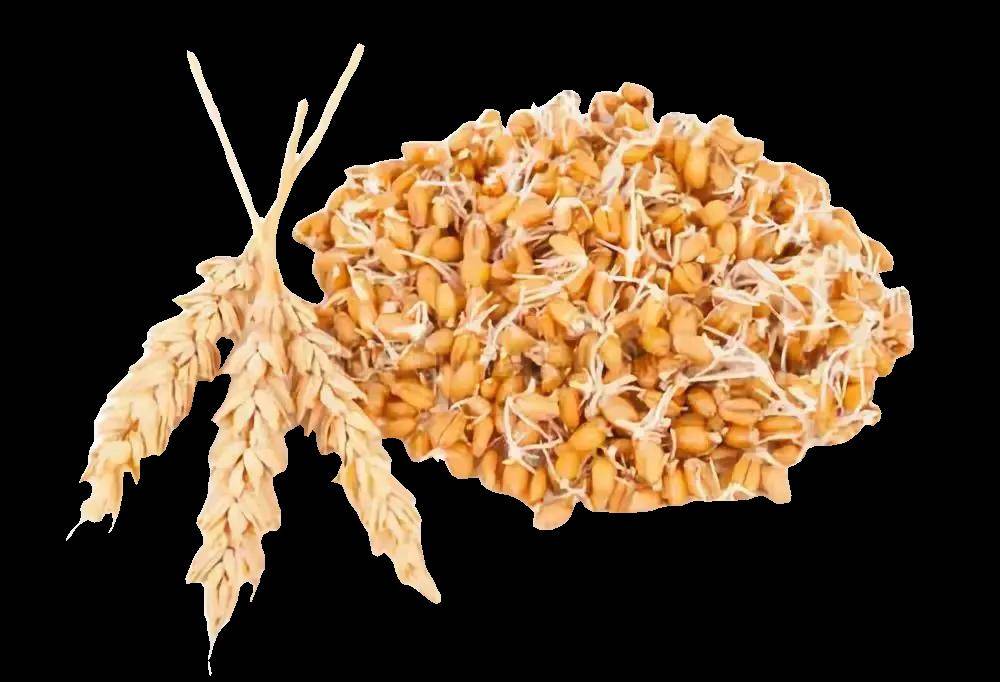 每天认识一味中药材——麦芽(009)