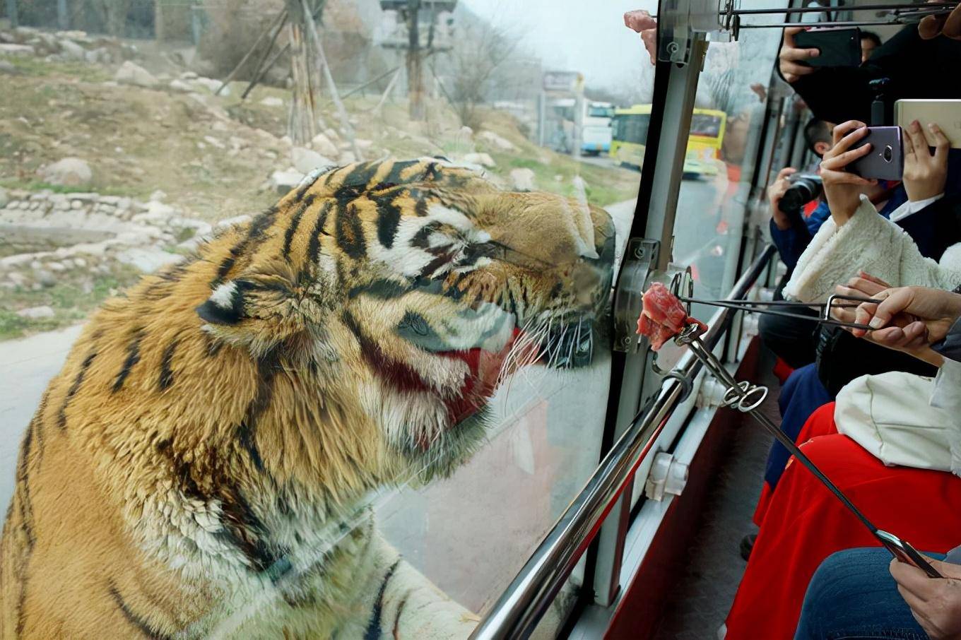 回顾:5年前,"八达岭老虎咬人事件"幸存的女人,后来怎样了?