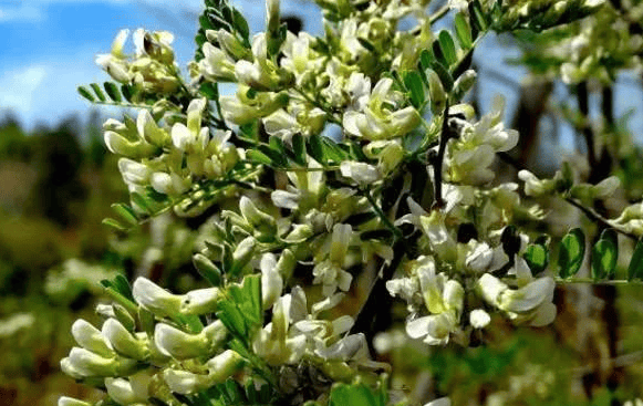 这种带刺的野花,农村人用来炒菜,其实有清热解毒的作用_苦刺花_云南