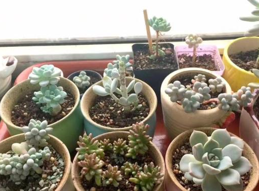 5种"萌宠"多肉,夏季不休眠,好看又好养,你家有吗?