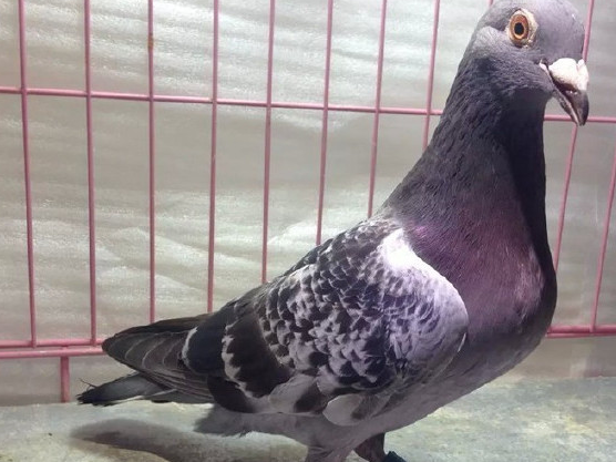 健康的赛鸽总是可以更快速地换羽,而完善的喂食则保