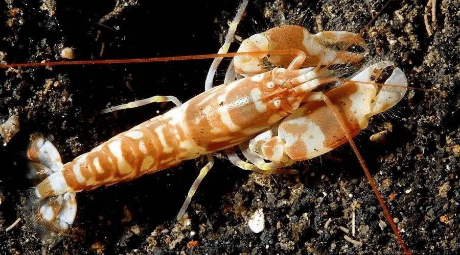 手枪虾:所有海洋生物中可以发出最响的声音