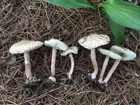 小蘑菇,大"魔王"——谨防野生蘑菇中毒