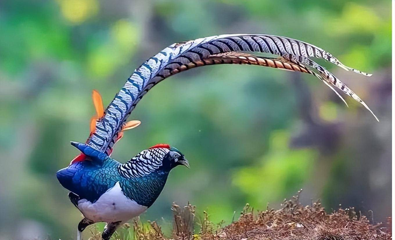 东北野鸡"满天飞",为何吃货却不敢下嘴?农民直言:真惹不起它