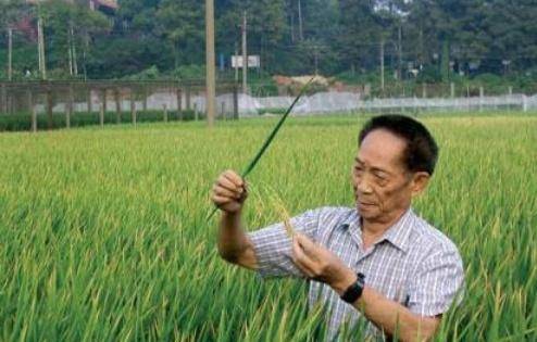 提起袁隆平我们都知道的他是中国杂交水稻育种专家,中国研究与发展