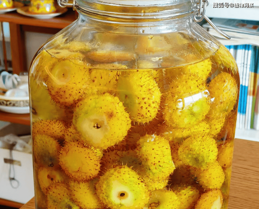 这植物浑身是刺,俗称"刺梨",果实可泡酒酿酒,若遇到就别错过!