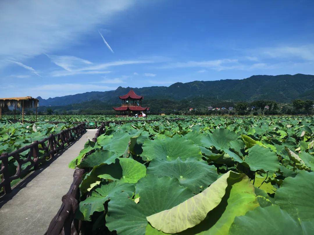 溆浦县辞海故里首届水东荷花文化旅游节开幕暨怀仁荷花生态康养园开园