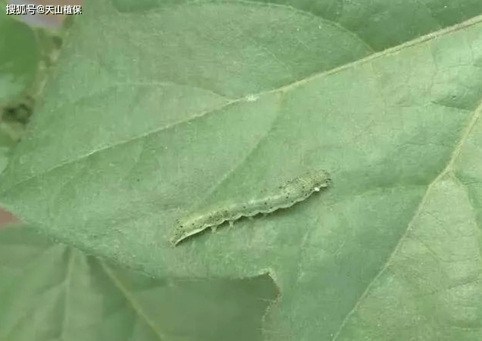 棉花里的虫子图片图片