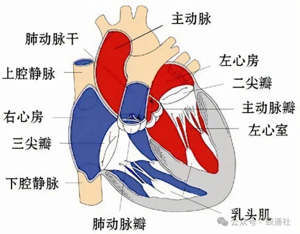 心脏半月瓣位置图片