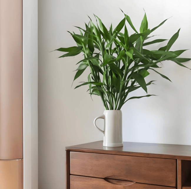 绿植不只是装饰,教你摆对风水绿植行好运_形态_植物_住宅