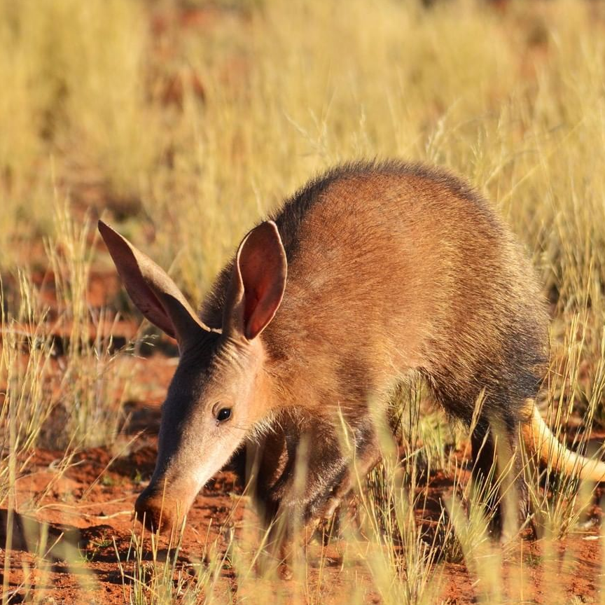 没毛的袋鼠?长耳朵猪?变异物种?都不是,这种奇怪的动物叫土豚