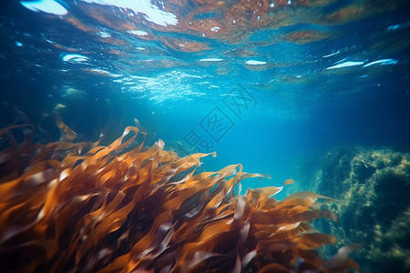 海带在海里图片