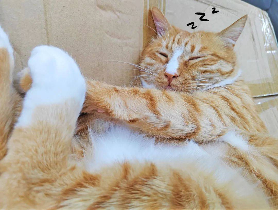 猫咪总爱睡觉，玩耍也不积极，正常吗？_搜狐网