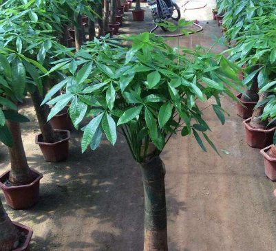 把"发财树"养在客厅,若你没有注意这3点,难怪很难把它给养活